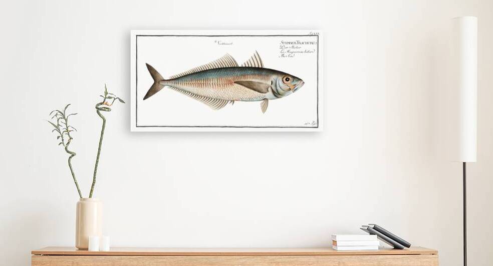 Scad Scomber Trachurus by IStockHistory com