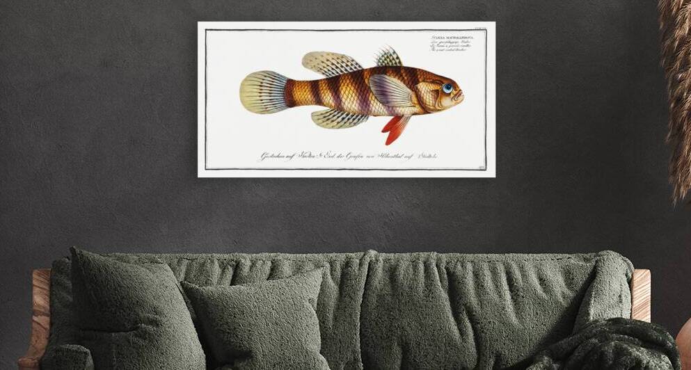 Great-scaled Umber Sciaena macrollpidota by IStockHistory com