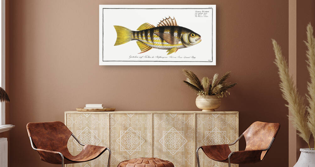 Plumiers Umber Sciaena Plümieri by IStockHistory com