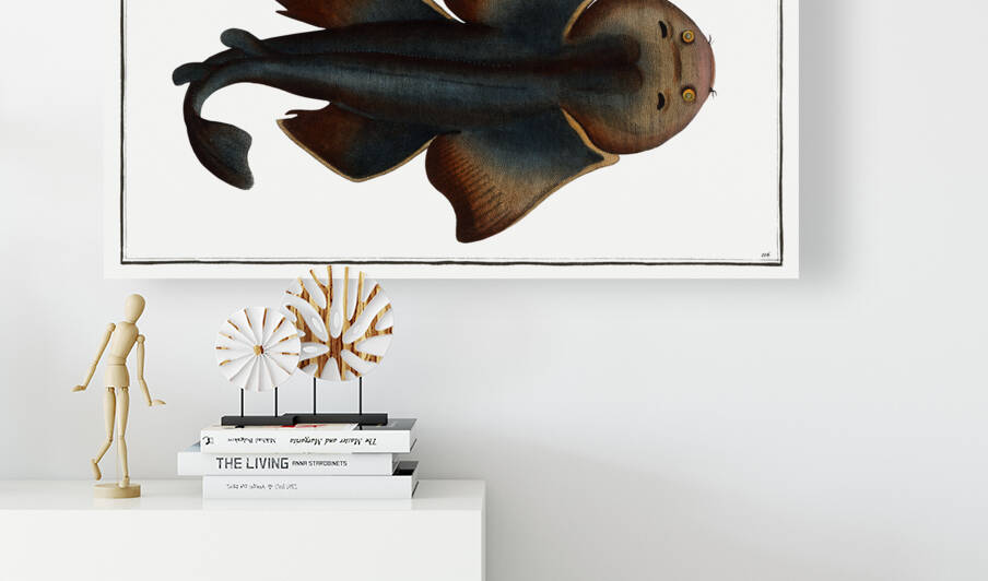 Angel FIsh Squalus Squatina by IStockHistory com