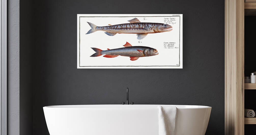 1. Sea-Lizard Salmo Saurus 2. Sea-Sparrow-Hawk Salmo foetens by IStockHistory com