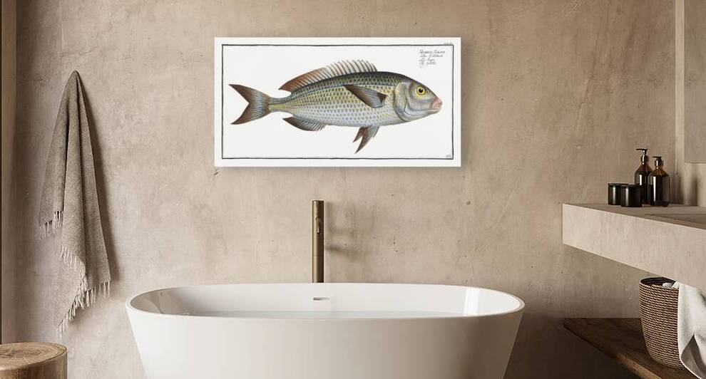 Goldlin Sparus Salpa by IStockHistory com