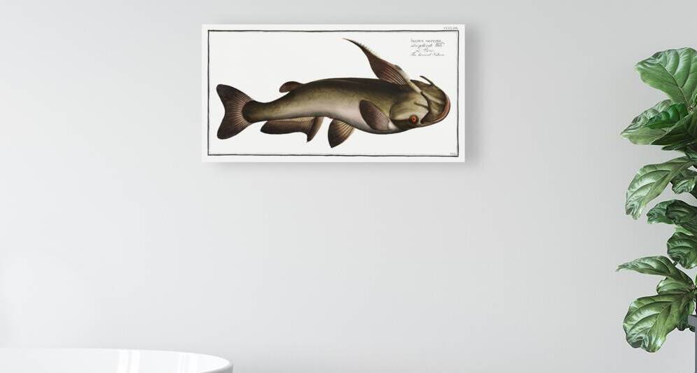 Horned Silure Silurus militaris by IStockHistory com