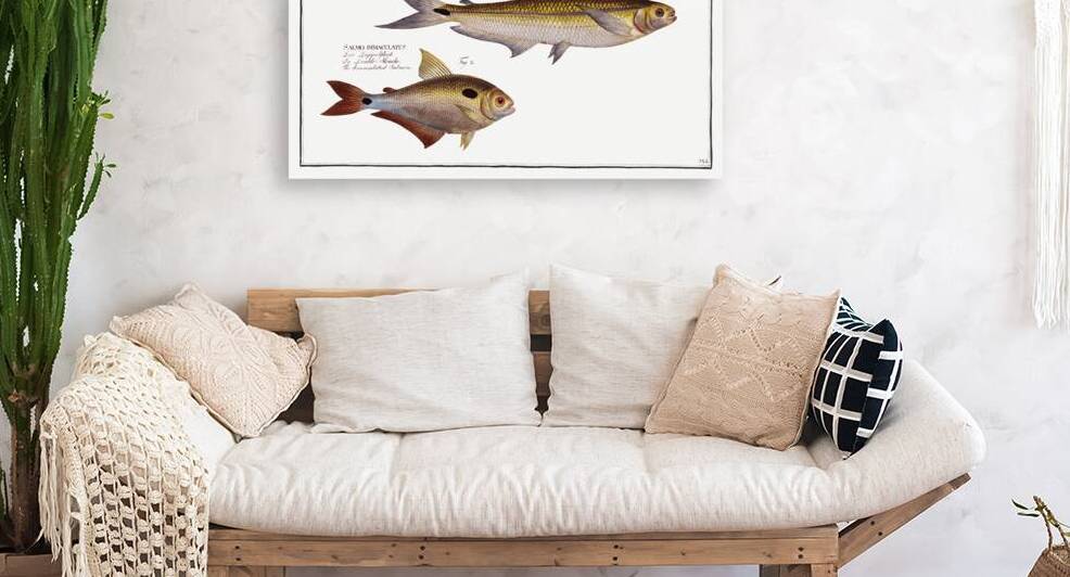 1. Piabuco Salmo argentinus 2. Bimaculated Salmon Salmo bimaculatus by IStockHistory com