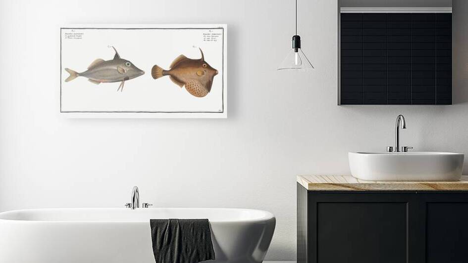 1. Little Old-Wife Balistes Tomentosus 2. Short-nosed tripod fish Balistes biaculeatus by IStockHistory com