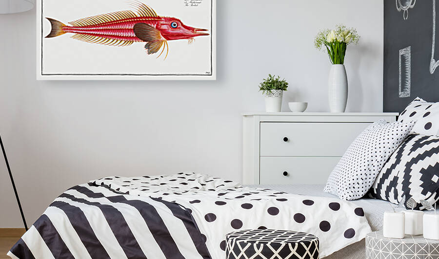 Rochet Trigla cataphracta by IStockHistory com