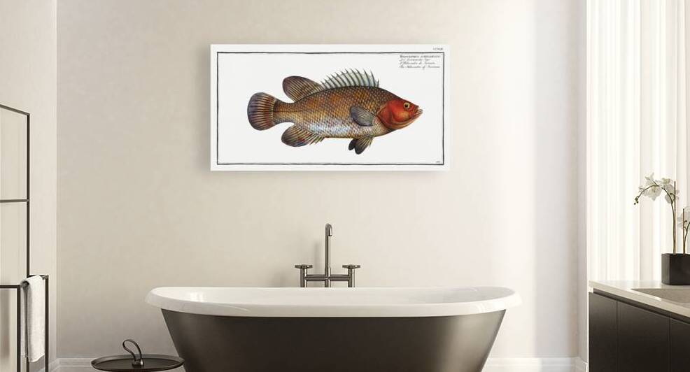 Holocentre of Surinam Holocentrus surinamensis by IStockHistory com