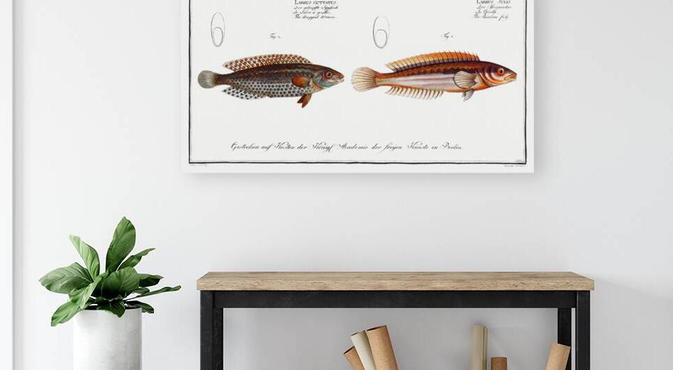 1. Rainbow-fish Labrus Julis 2. Dropped Wrasse Labrus Guttatus by IStockHistory com