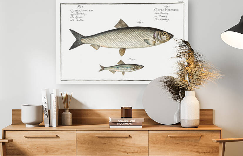 1. Herring Clupea Harengus 2. Sprat Clupea Sprattus by IStockHistory com