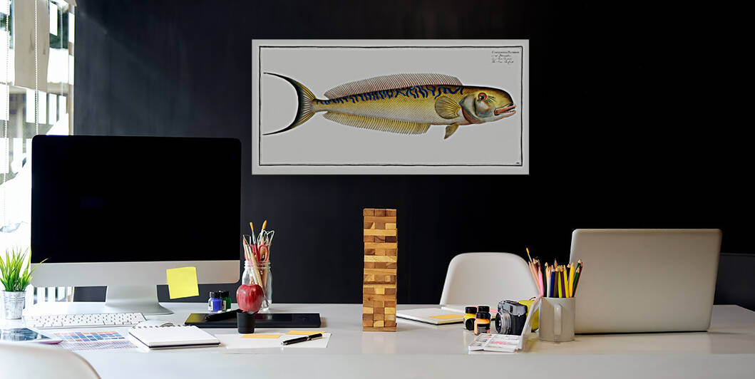 Sea Pea-Cock Coryphaena Plumieri by IStockHistory com