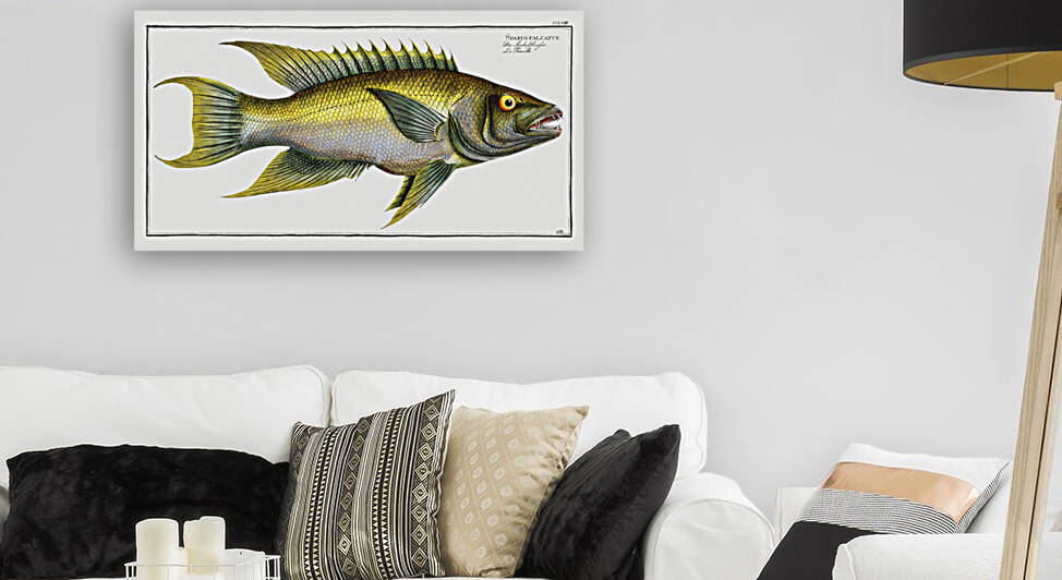 Sparus falcatus by IStockHistory com