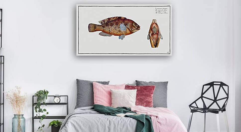 Norvegian Lutian Lutianus Norve by IStockHistory com