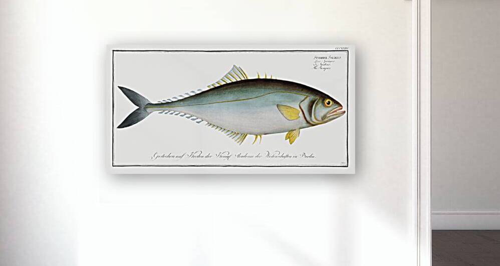 Jumper Scomber Saliens by IStockHistory com