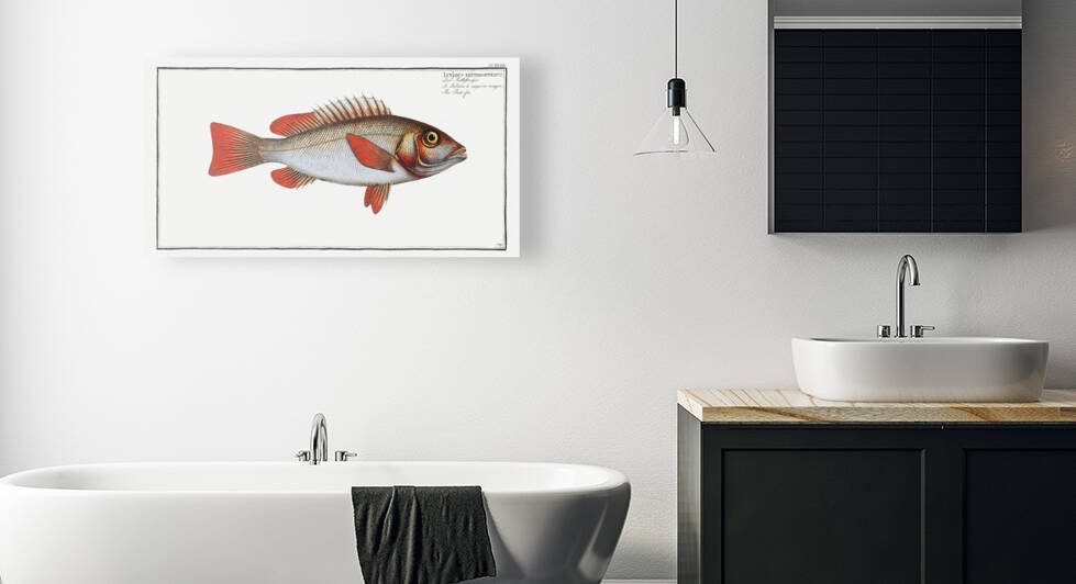 Red-fin Lutjanus erythropterus by IStockHistory com