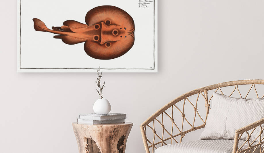 Cramp-Fish Raja Torpedo by IStockHistory com