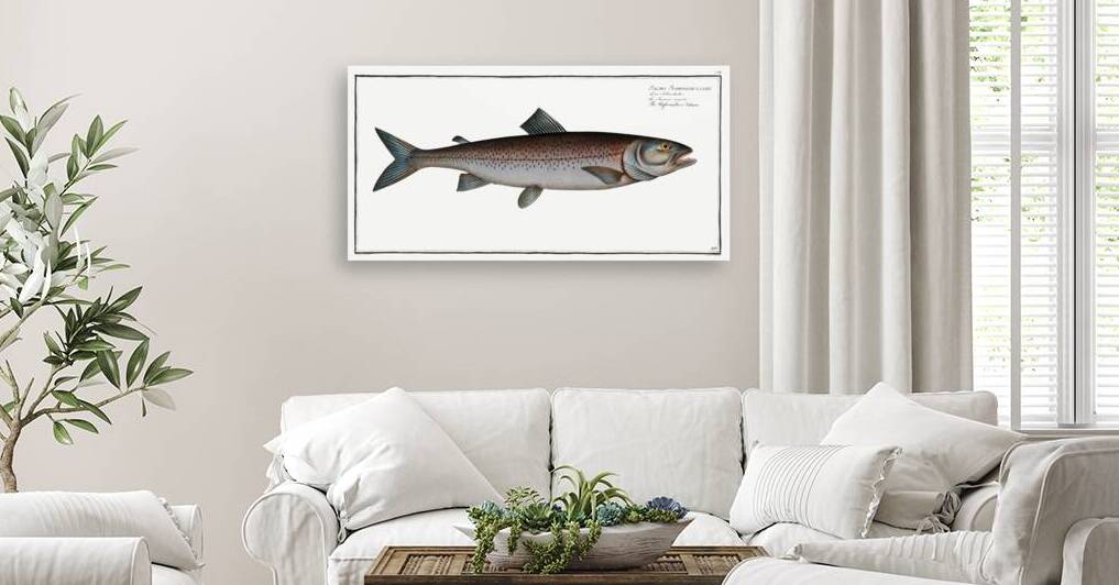 Schifermillers Salmon Salmo Schifermulleri by IStockHistory com
