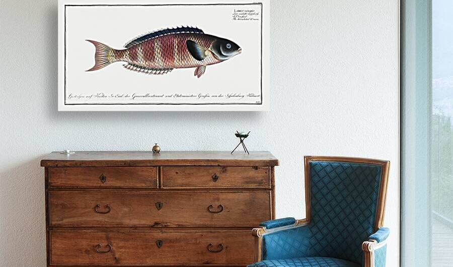 Lunulated Wrasse Labrus lunaris by IStockHistory com