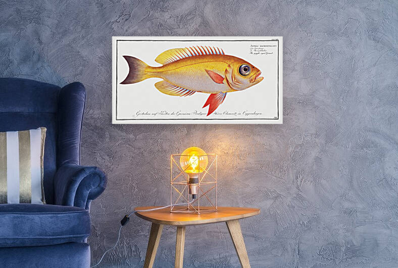 Goggle-eyed Grunt Anthias macrophthalmus by IStockHistory com