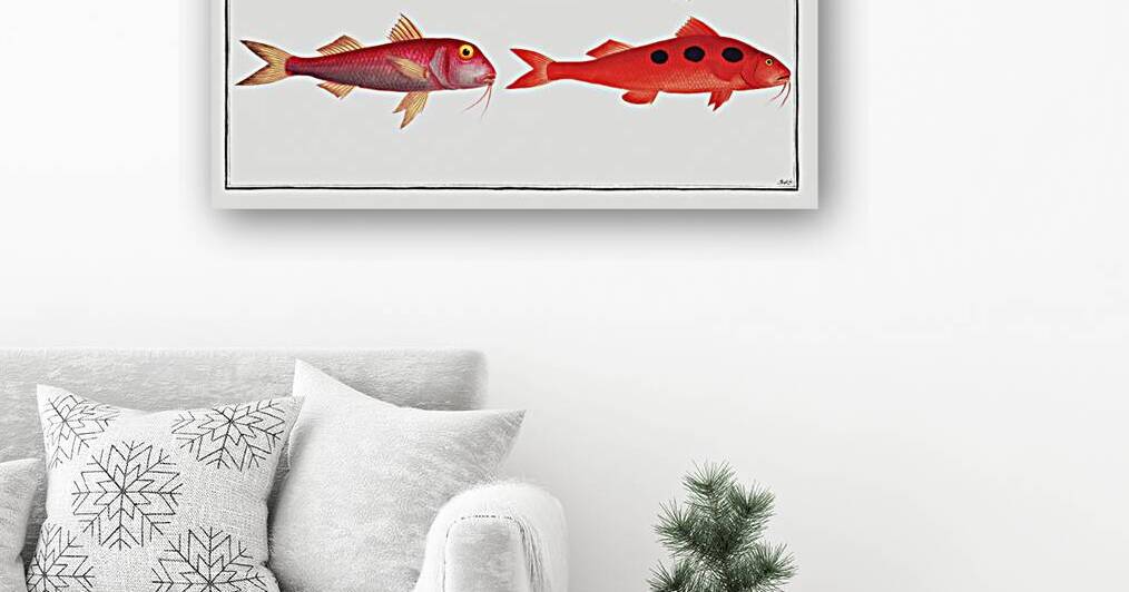 1. Maculated Surmulet Mullus maculatus 2. Smaller Red-Beard Mullus barbatus by IStockHistory com