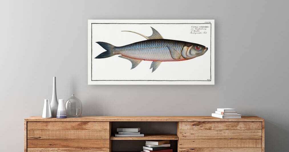 Deep-water Fish Clupea cyprinoides by IStockHistory com