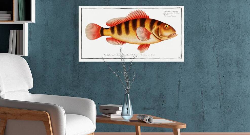 Streaked Grunt Anthias striatus by IStockHistory com