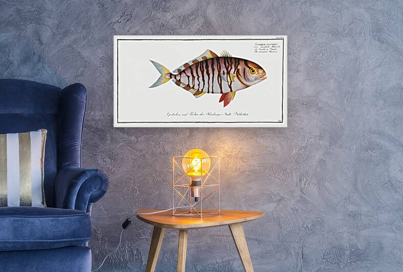 Streaked Mackrel Scomber fasciatus by IStockHistory com