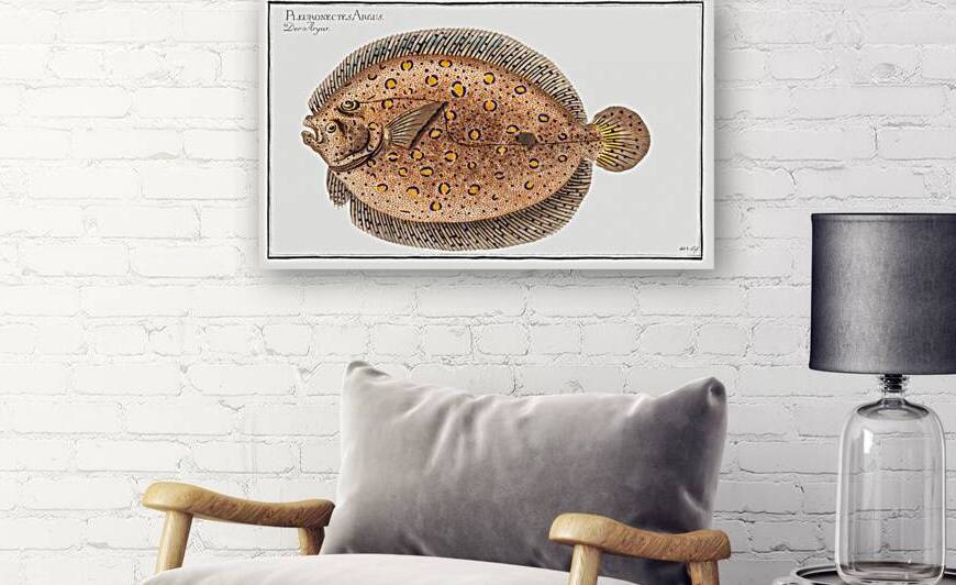 Argus-Flounder Pleuronectes Argus by IStockHistory com