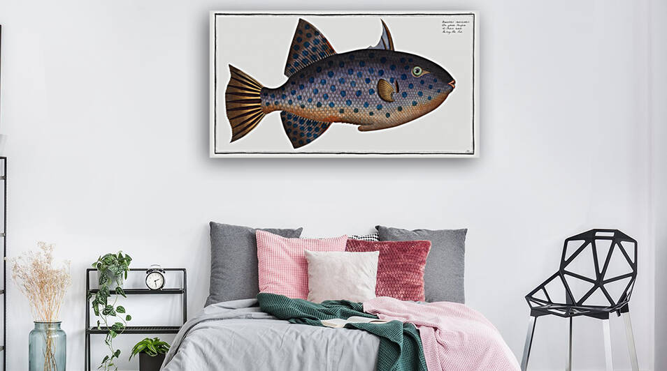 Long File-Fish Balistes maculatus by IStockHistory com