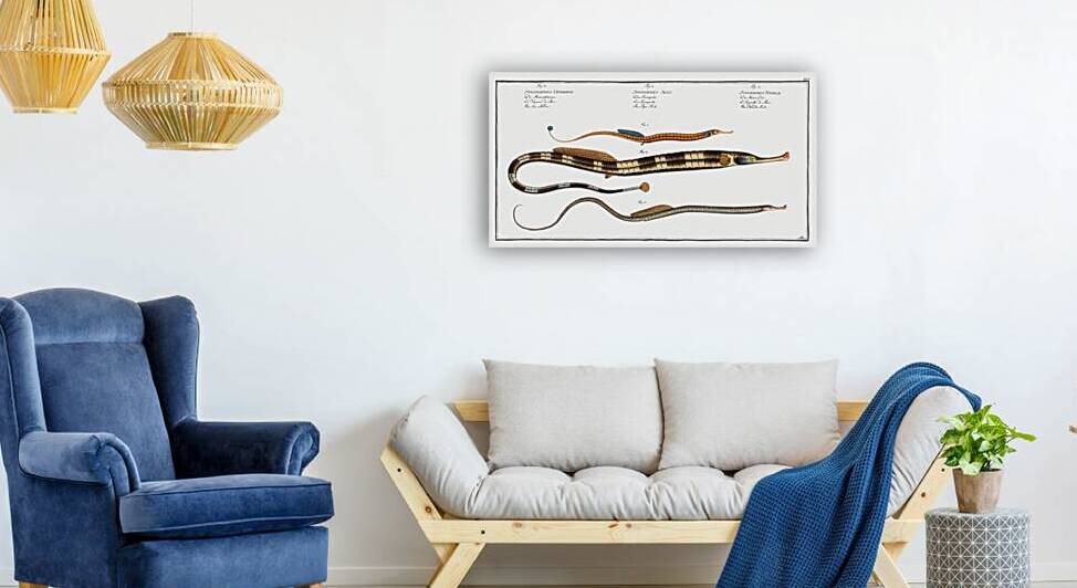 1. Neelde FIsh Syngnathus Typhle 2. Pipe Fish Syngnathus Acus 3. Sea Adder Syngnathus Ophidion by IStockHistory com