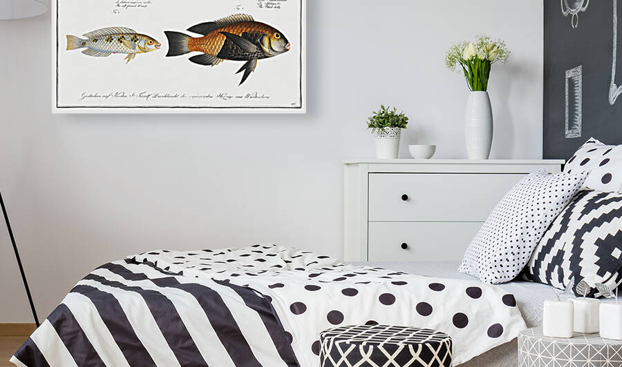 1. Black-belly Labrus Melagaster 2. Soft finned Wrasse Labrus malapterus  by IStockHistory com