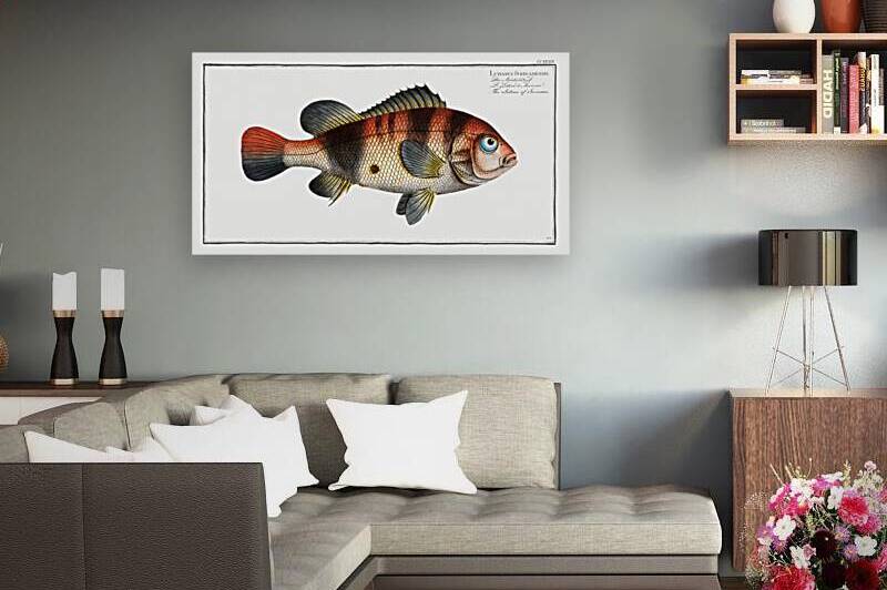 Lutian of Surinam Lutianus Surinamensis by IStockHistory com