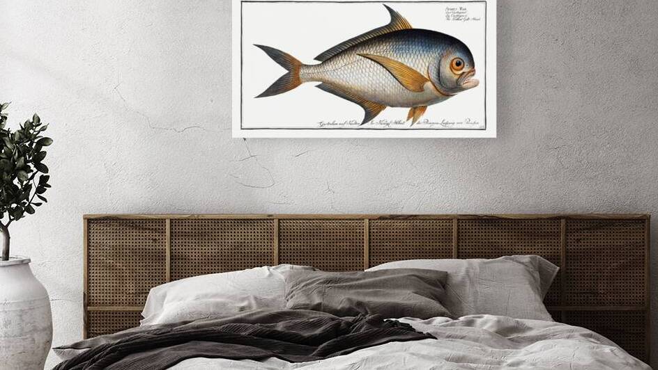 Toothed Gild-Head Sparus Raii by IStockHistory com