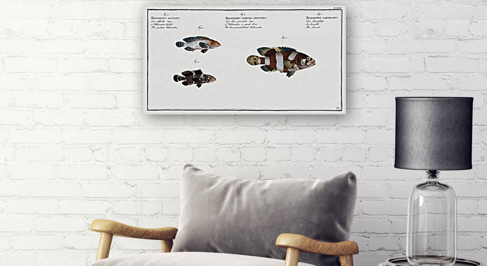 1. Lancet Holocentrus lanceolatus 2. Blue punctulated Holocentre Holocentrus coeruleo-punctatus 3. Spotted Holocentre Holocentrus maculatus by IStockHistory com