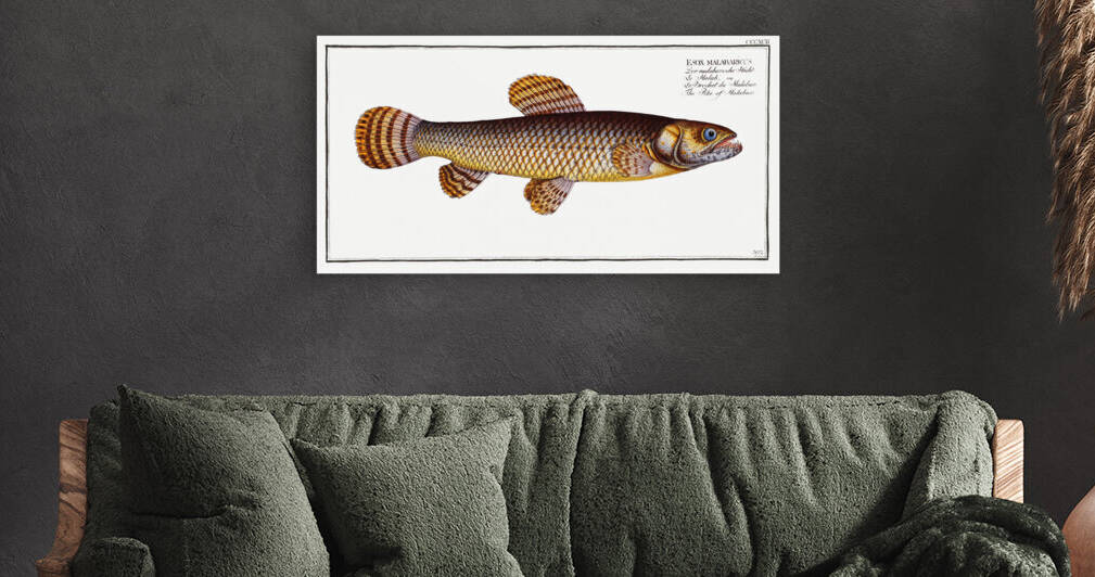 Pike of Malabar Esox malabaricus by IStockHistory com