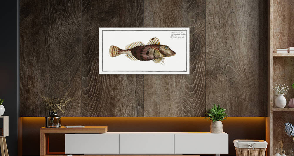 Smaller Flying-Fish Trigla Carolina by IStockHistory com