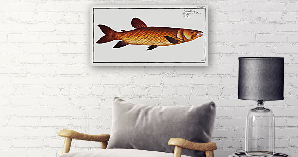 Odoe Salmo Odoe by IStockHistory com