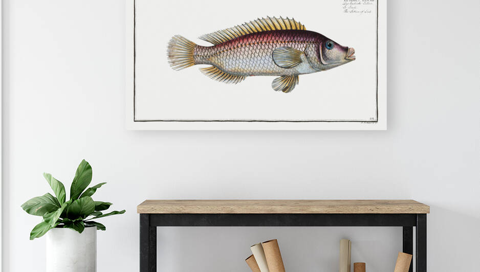 Lutian of Link Lutianus Linckii by IStockHistory com