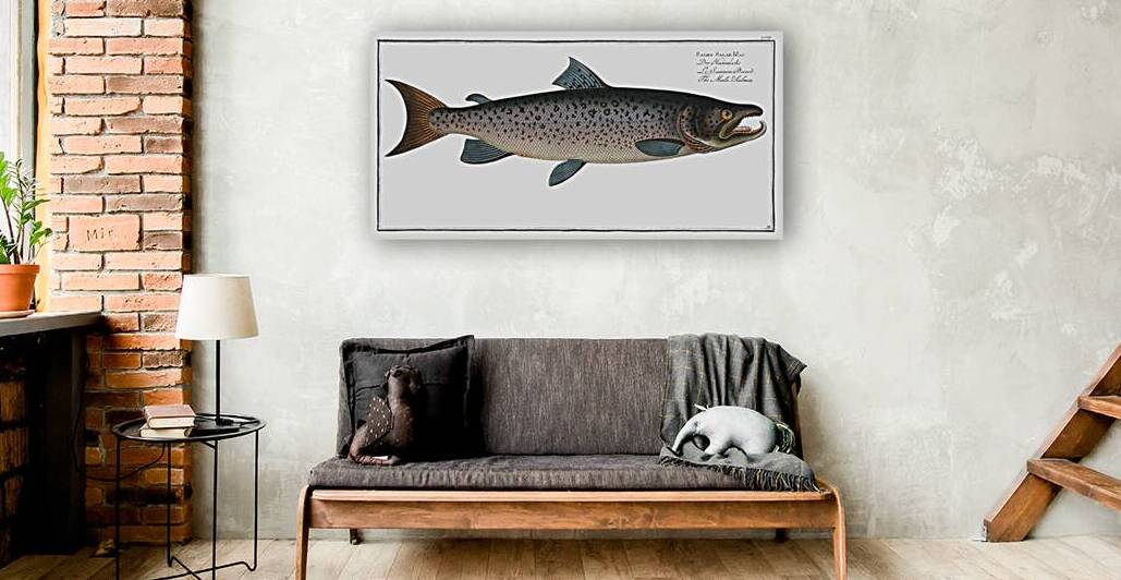 Male-Salmon Salmo Salar Mas by IStockHistory com