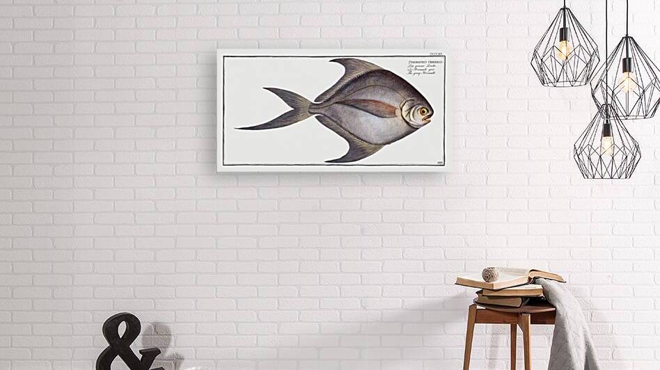 Gray Stromate Stromateus cinereus by IStockHistory com