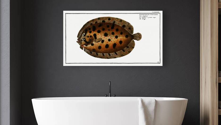Whiff Pleuronectes punctatus by IStockHistory com