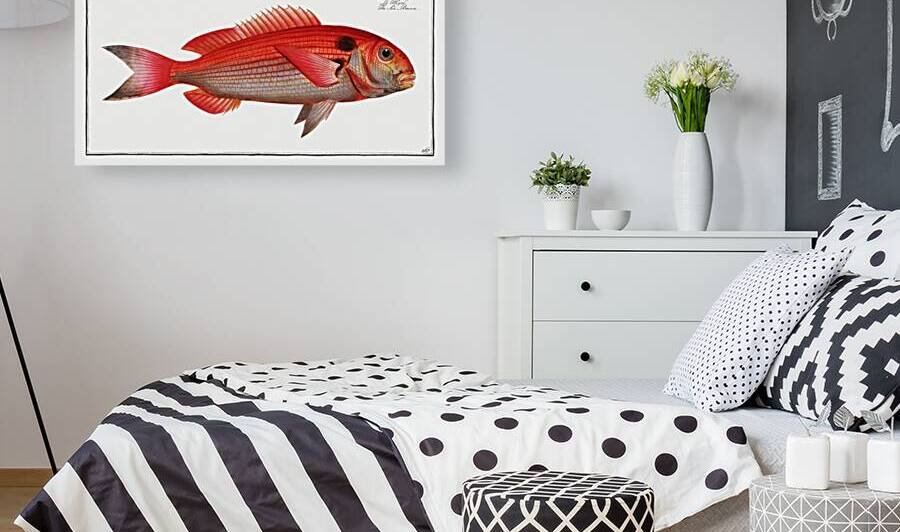 Sea-Bream Sparus Pargus by IStockHistory com