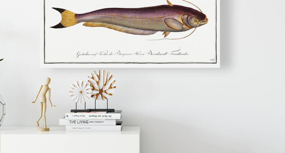 Bimaculated Silure Silurus bimaculatus by IStockHistory com