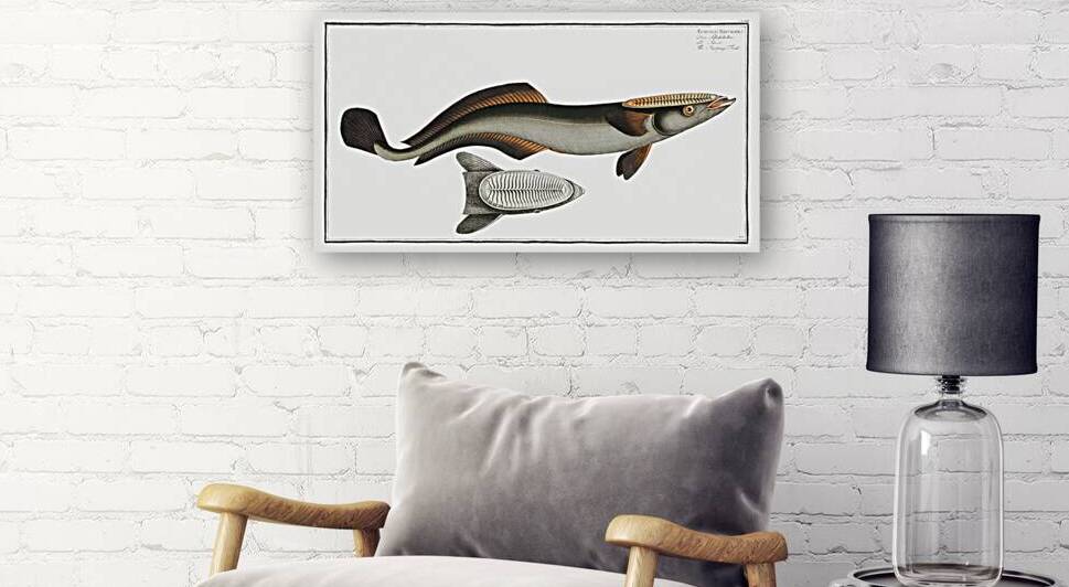 Sucking-Fish Echeneis Neucrates by IStockHistory com