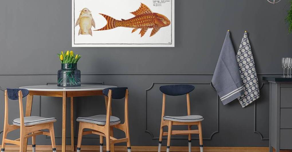 Guacari Loricaria plecostomus by IStockHistory com