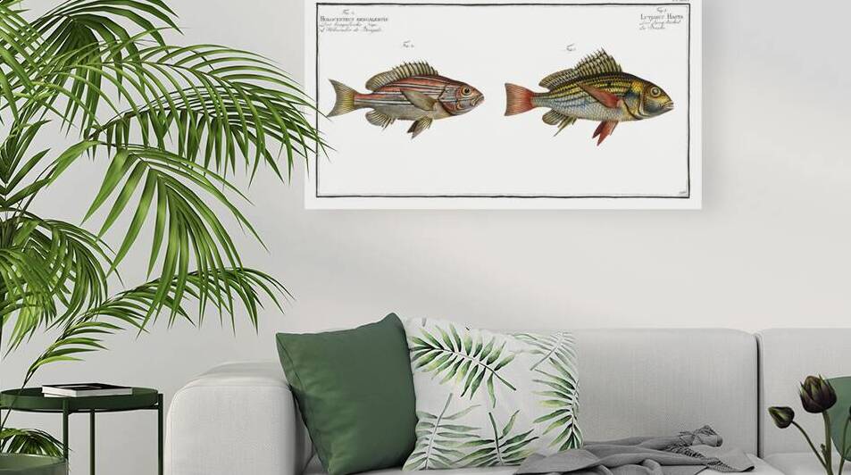 1. Lutjanus Hasta 2. Holocentrus bengalensis by IStockHistory com