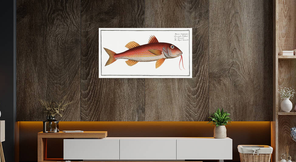 Striped Surmulet Mullus Surmuletus by IStockHistory com