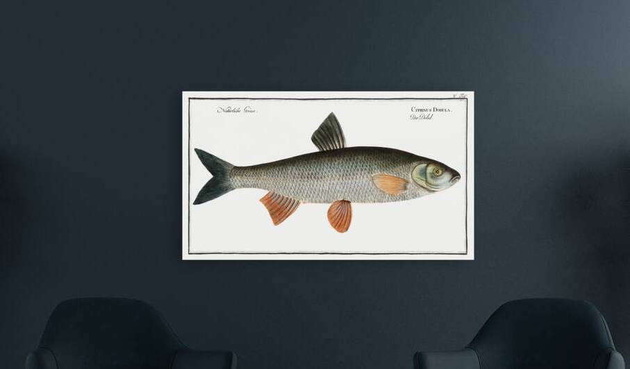 Dobula Cyprinus Dobula by IStockHistory com