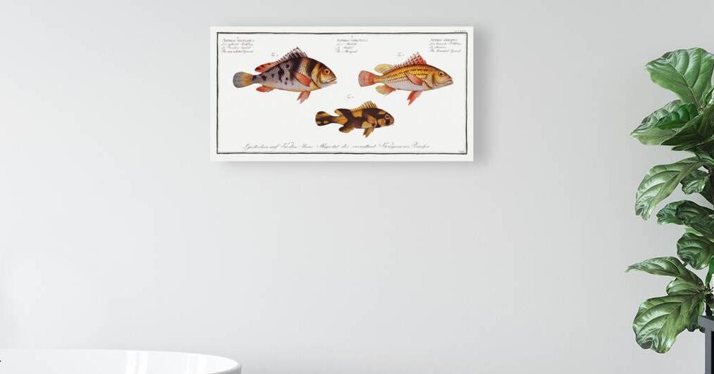 1. Lineated Grunt Anthias lineatus 2. Mongrel Anthias orientalis 3. Maculated Grunt Anthias maculatus by IStockHistory com