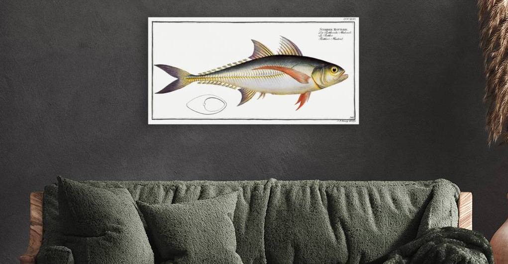Rottlers Mackrel Scomber Rottleri by IStockHistory com