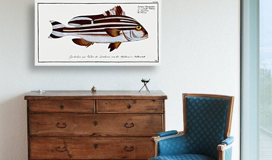 Warna Anthias Diagramma by IStockHistory com